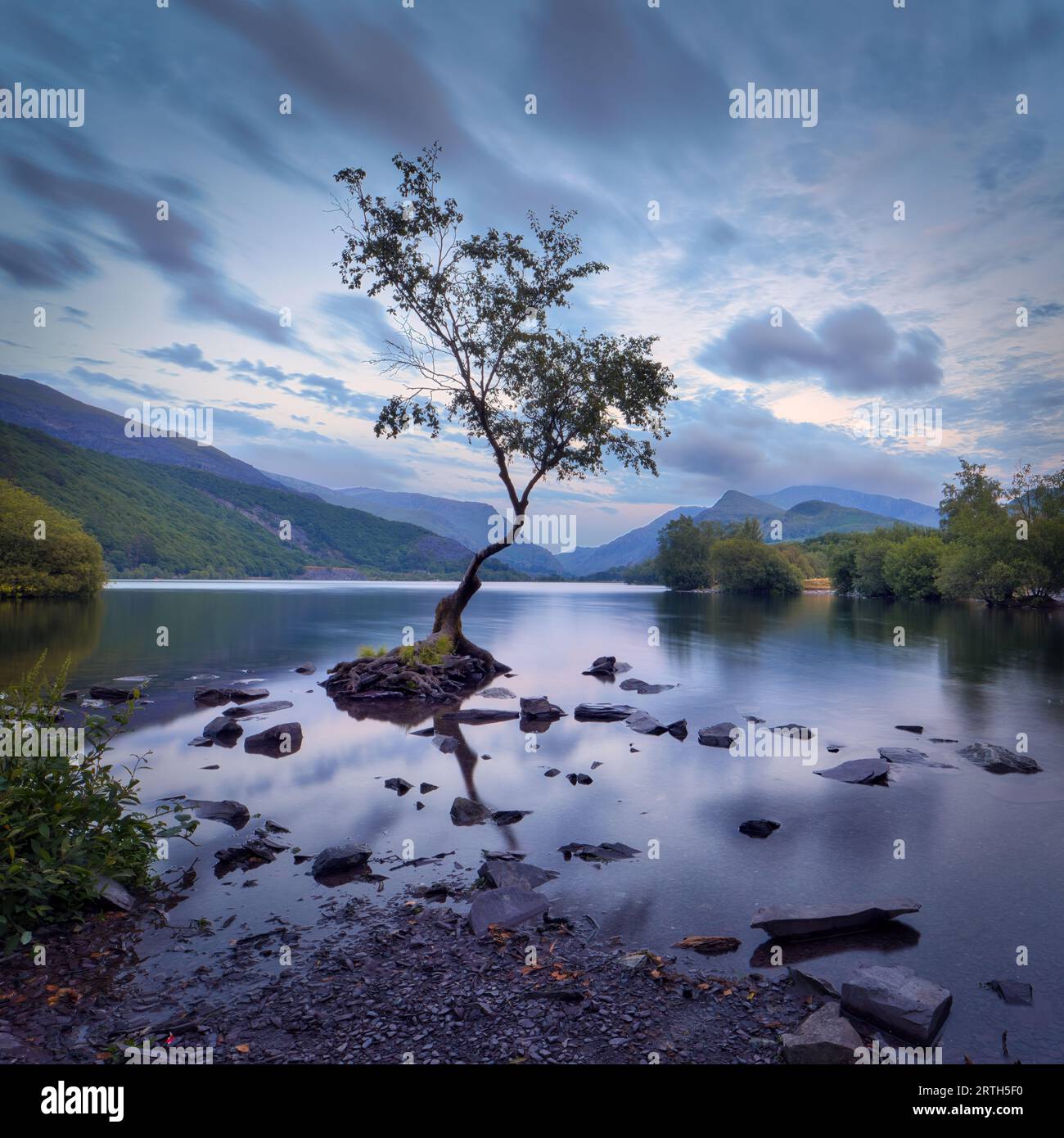 A peaceful evening deepens at the Lone Tree of Llanberis casting hues of deep blue and purple in the undisturbed waters of lake Padarn Stock Photo