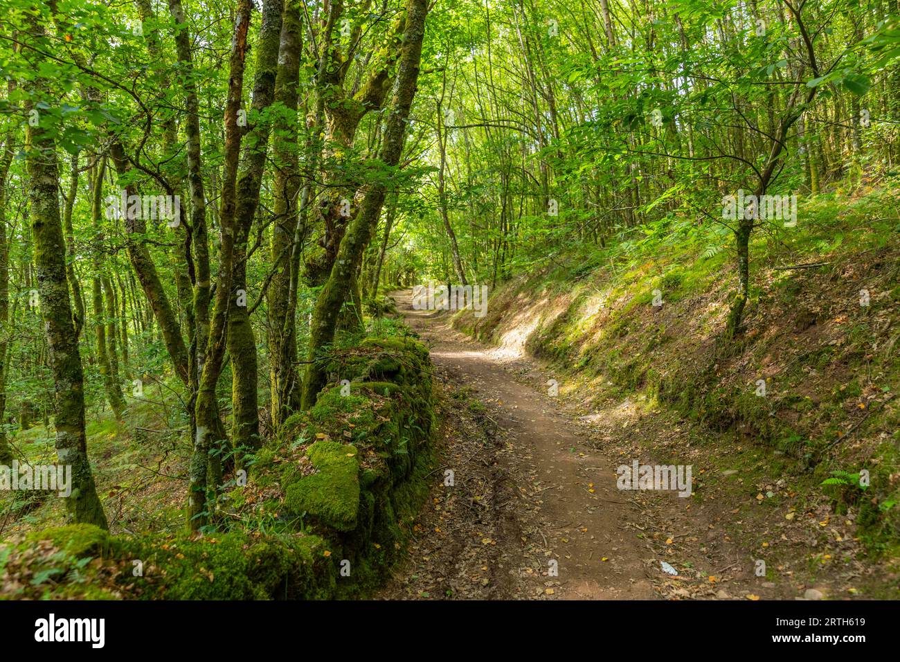 Landscape along the Camino de Santiago trail between Grandas de Salime and Fonsagrada, Asturias, Spain Stock Photo