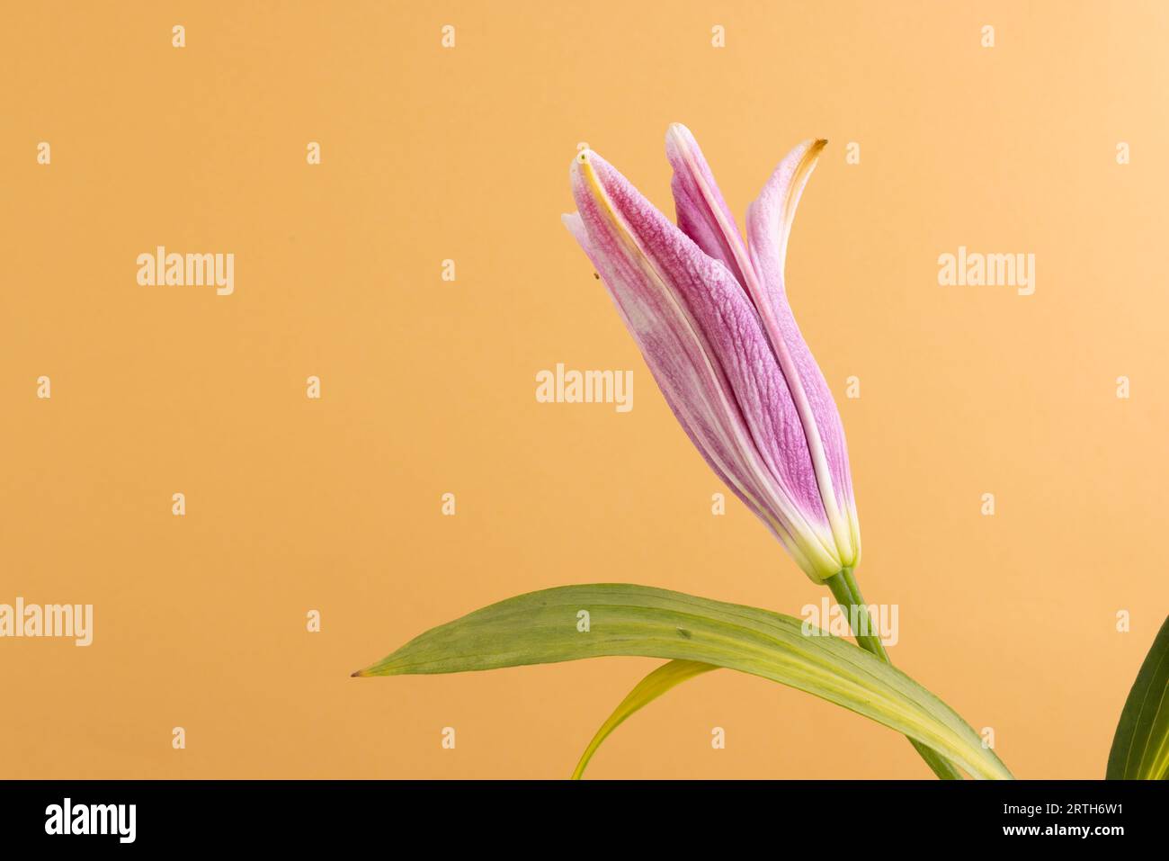 Pink lily flower and copy space on orange background Stock Photo
