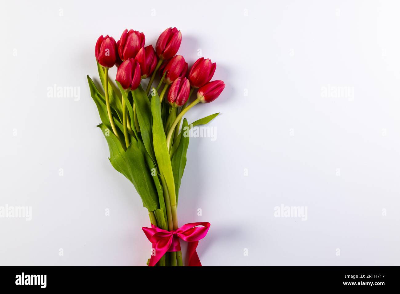 Bunch of red tulips with copy space on white background Stock Photo - Alamy