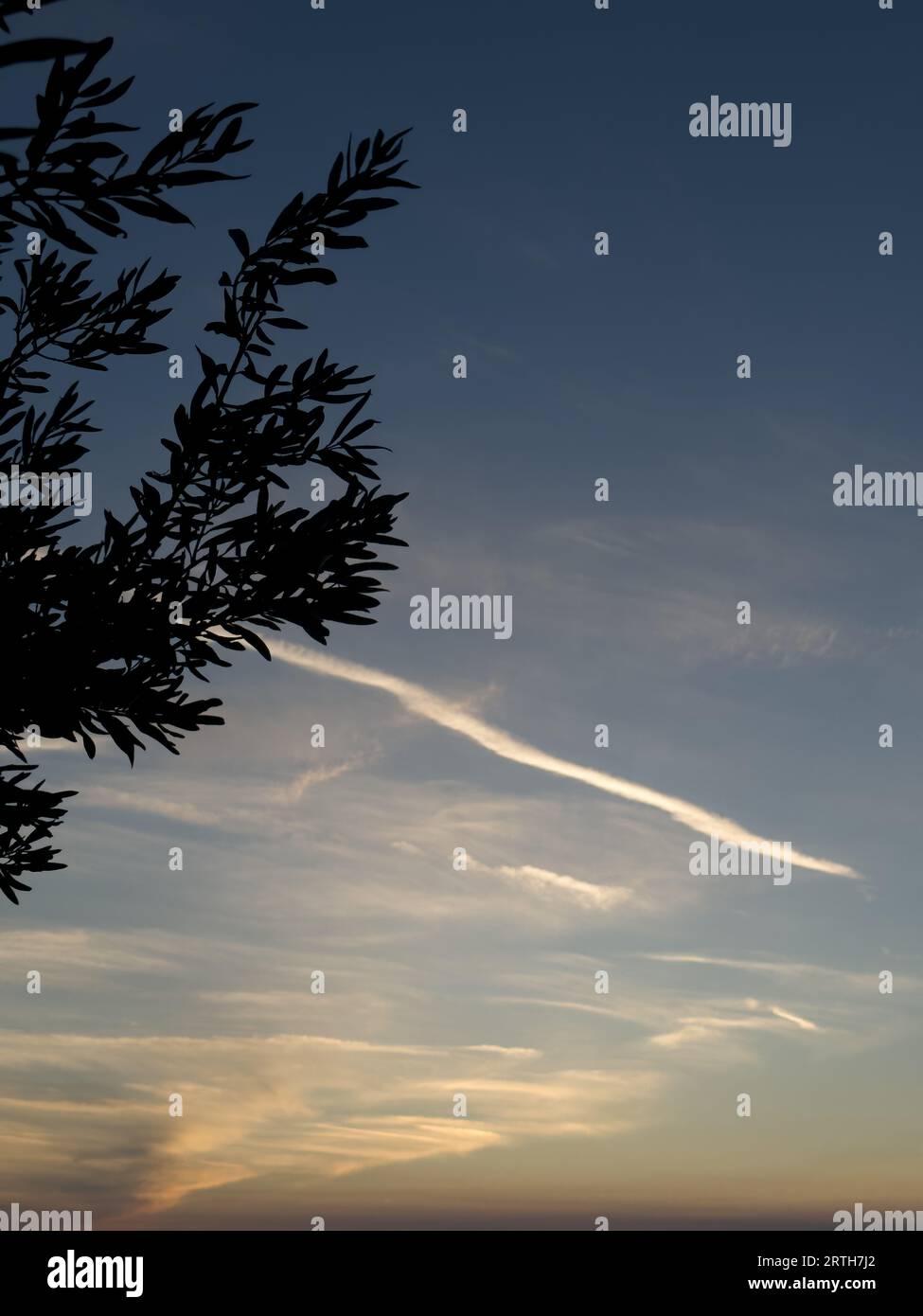 blue sky with trees in background blue sky background with clouds. Beautiful sunset sky above clouds with dramatic light. Fluffy clouds at sunset. Hig Stock Photo