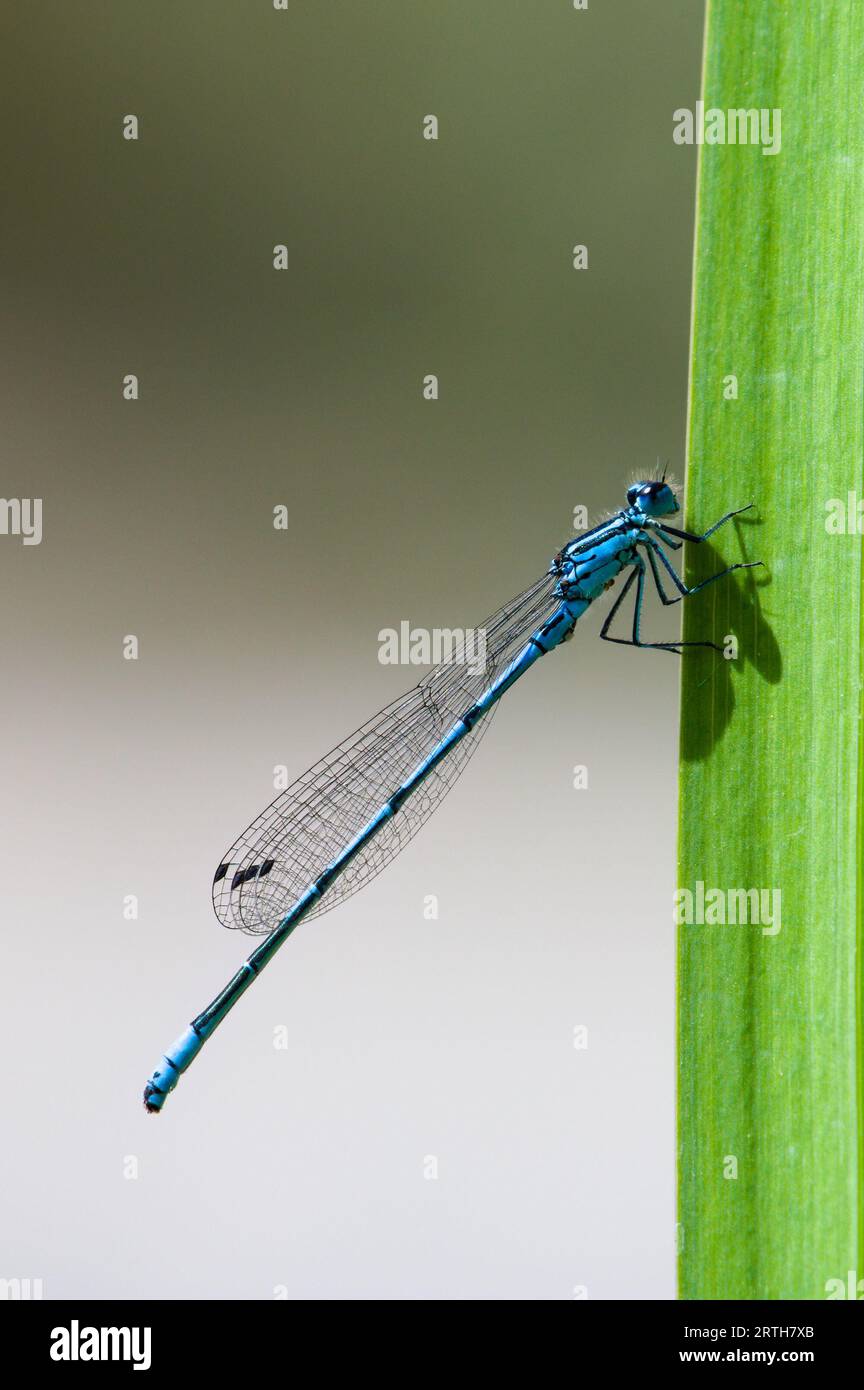 Common azure damselfly (Coenagrionoidea) insect is sitting on the grass straw on the surface of the pond in czech republic nature. Blurred background. Stock Photo