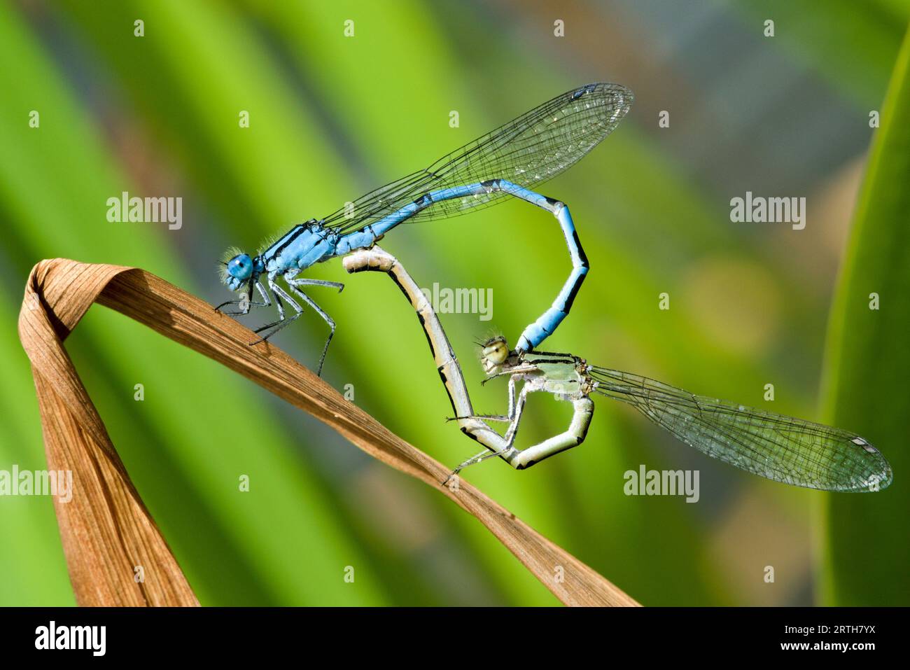 Coenagrion puella aka azure damselfly mating on the dry leaf above the ...
