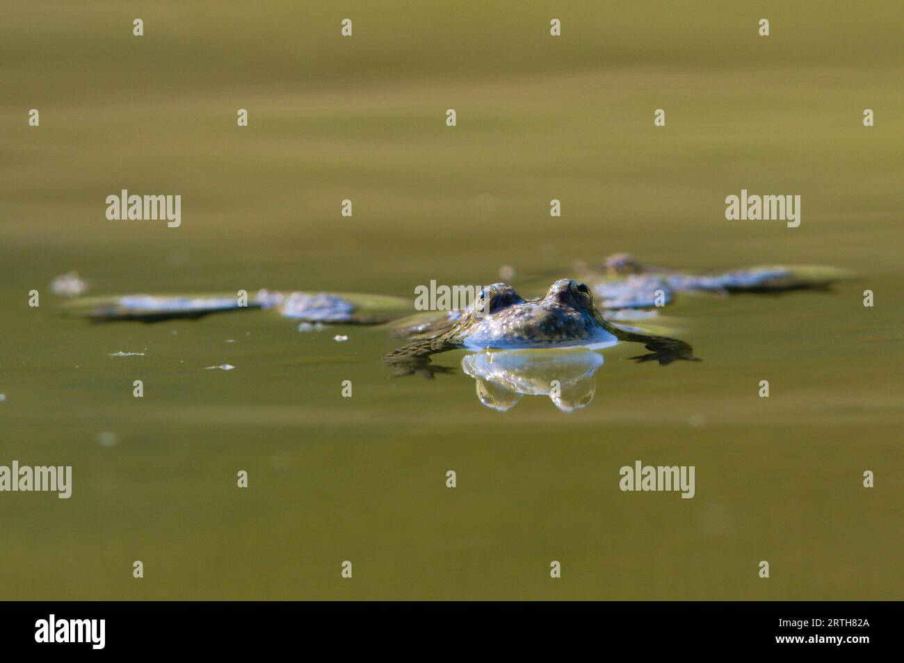 Bombina Variegata aka yellow-bellied toads is swimming on the pond surface. Face to face meeting. Threatened species of amphibian in Czech republic. V Stock Photo