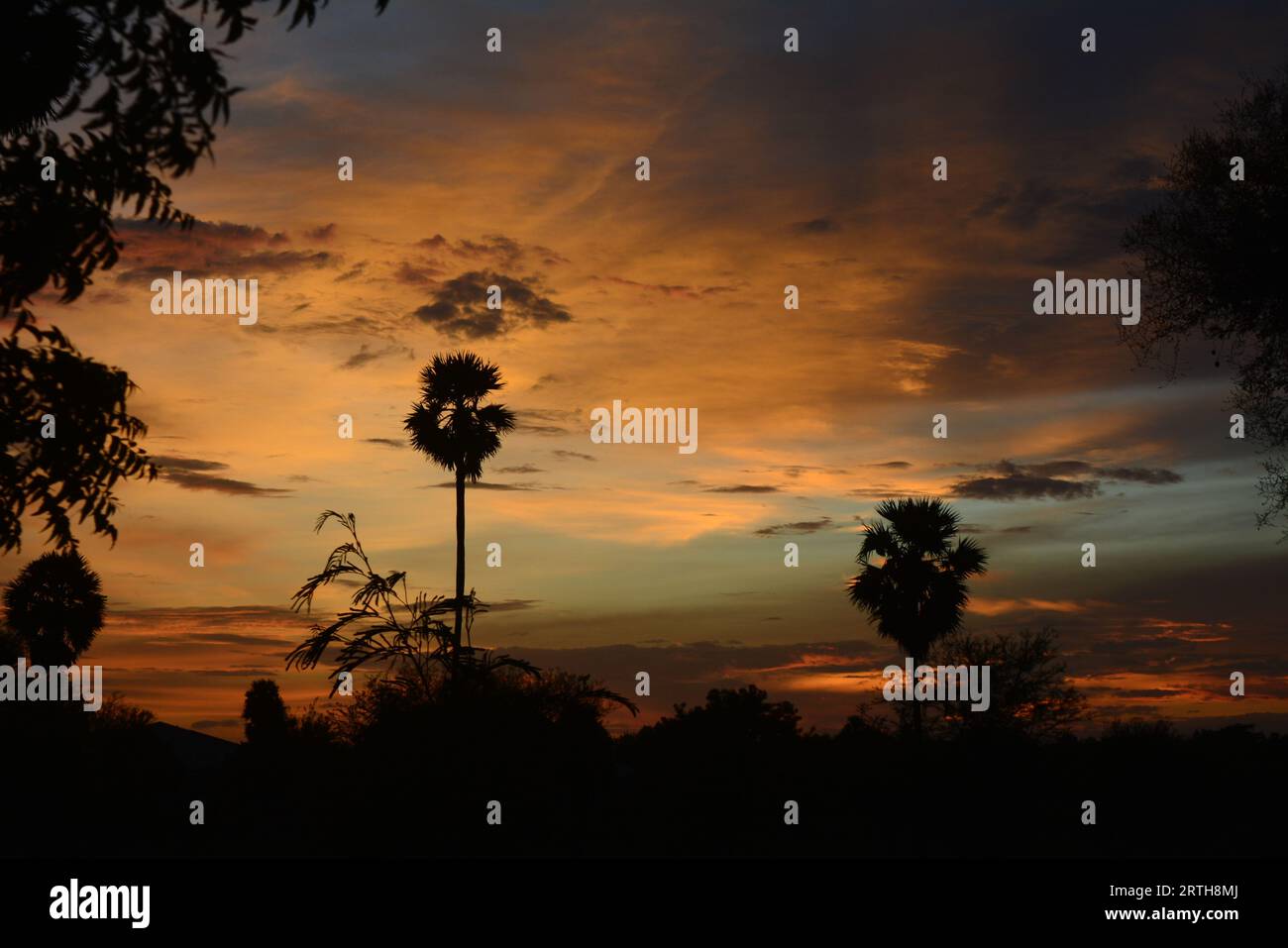 Beauty nature tree water hi-res stock photography and images - Alamy