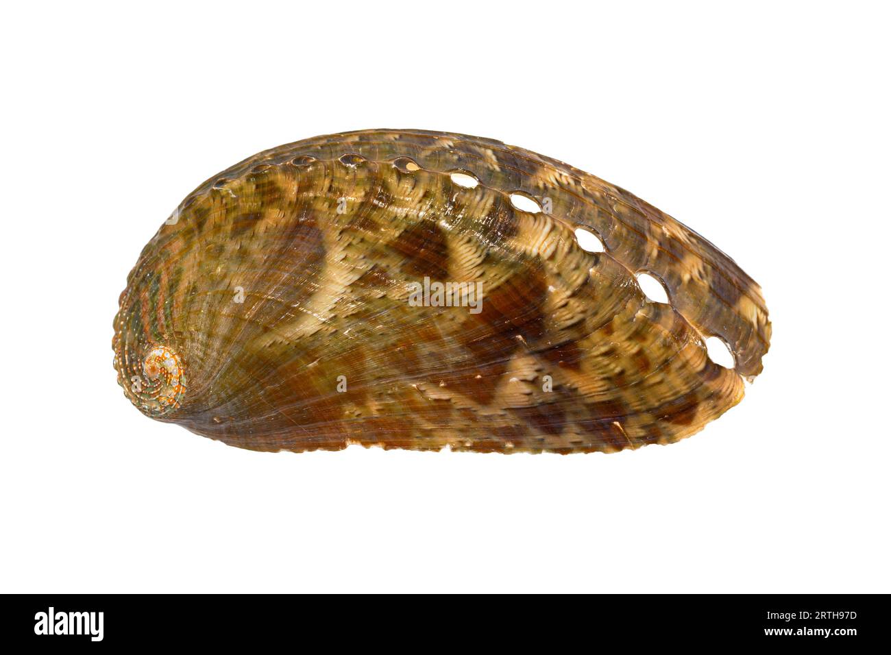 Haliotis asinina, (Ass's/Donkey's Ear Abalone) tropical gastropod mollusk from Indo-Pacific sea (subtidal, shallow water) Stock Photo