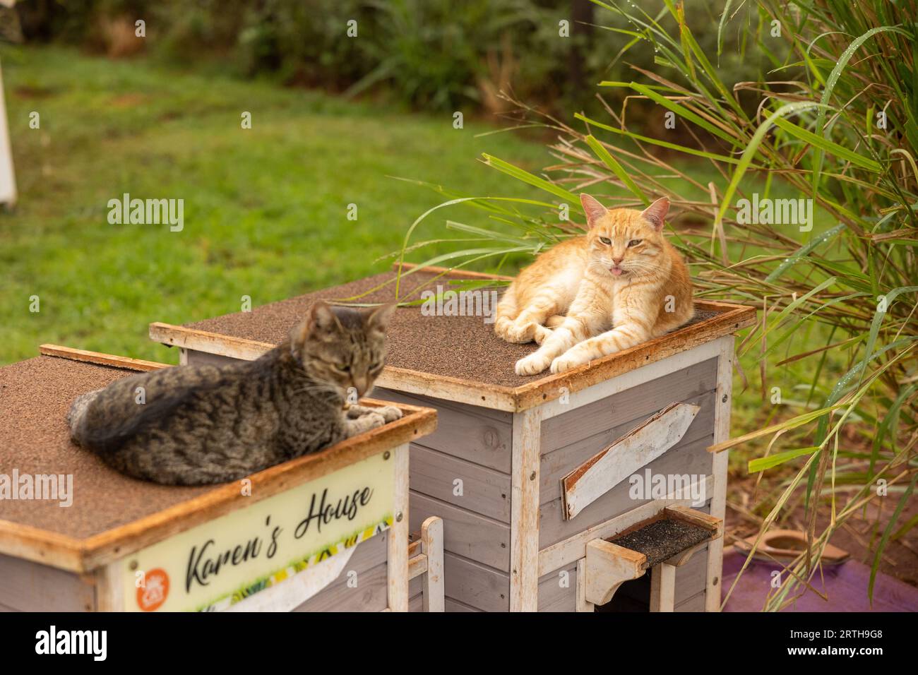 Feral cats hawaii hires stock photography and images Alamy