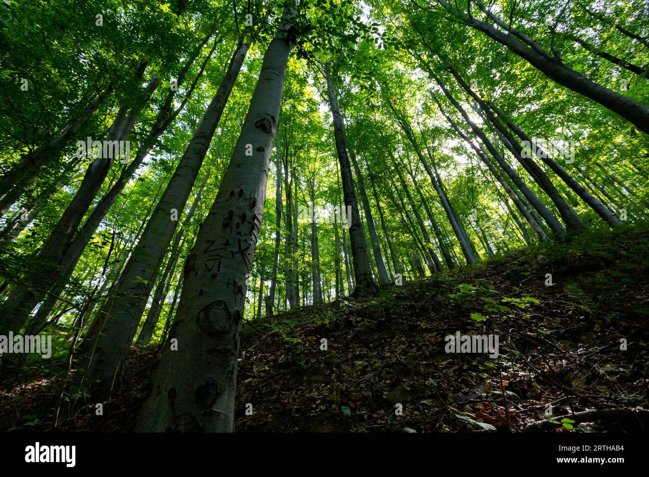 Sun beams through thick trees branches in dense green forest Stock Photo
