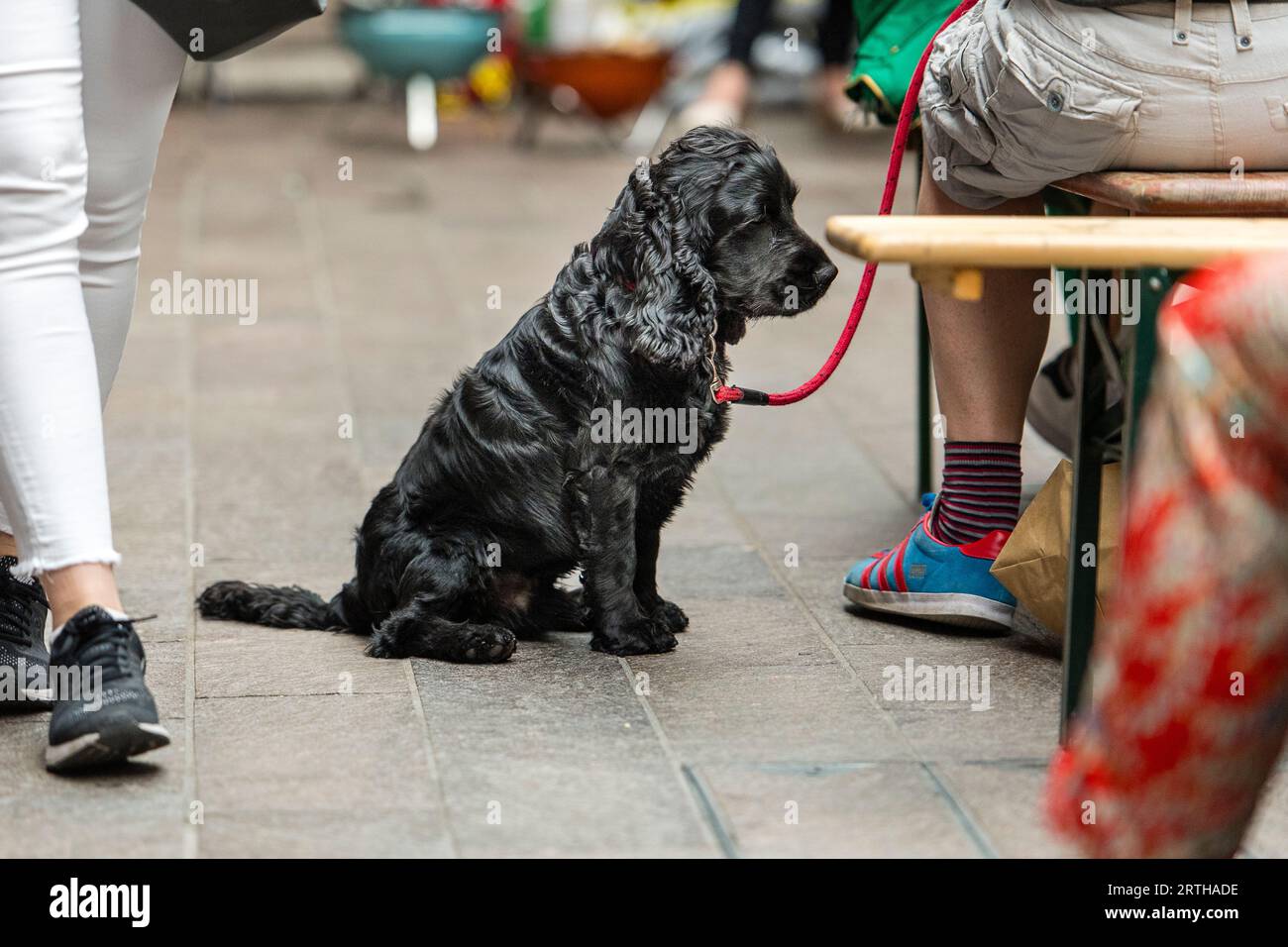 Dogs waiting with their owners Stock Photo Alamy