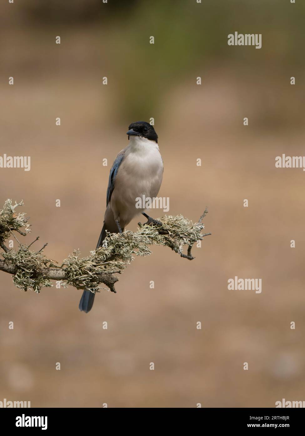 Azurewinged magpie, Cyanopica cyanus, single bird on branch, Spain
