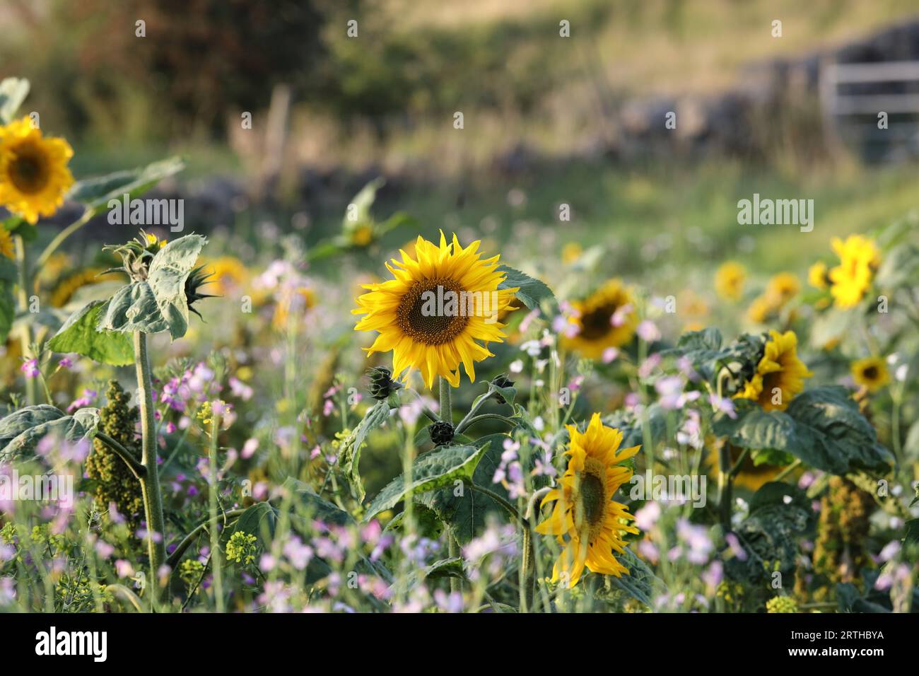 Sunflowers and other flowers on an arable farm which have been sown to create a flower rich field margin, County Durham, UK Stock Photo