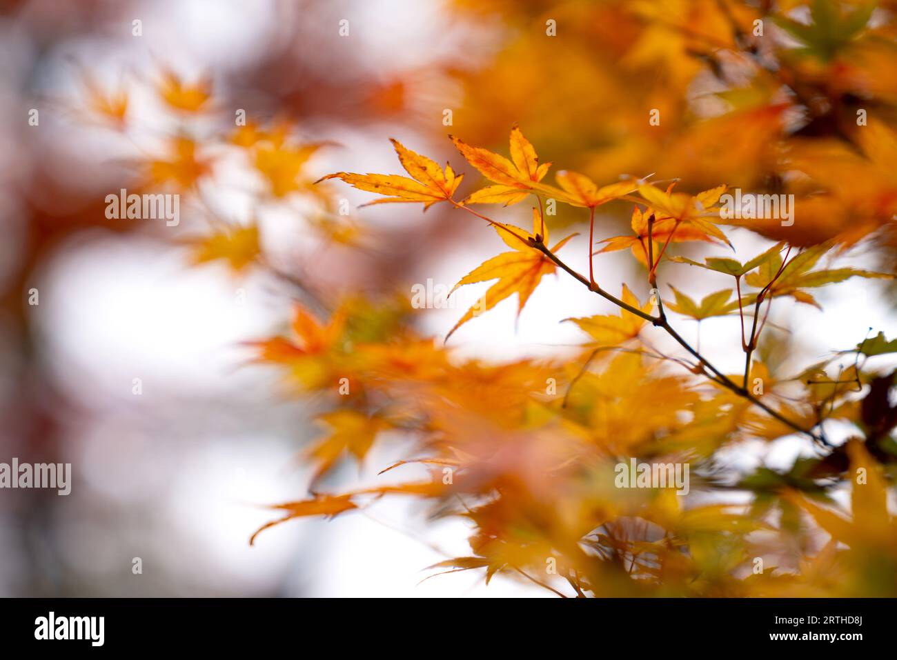 Beautiful momiji maple trees hi-res stock photography and images - Alamy