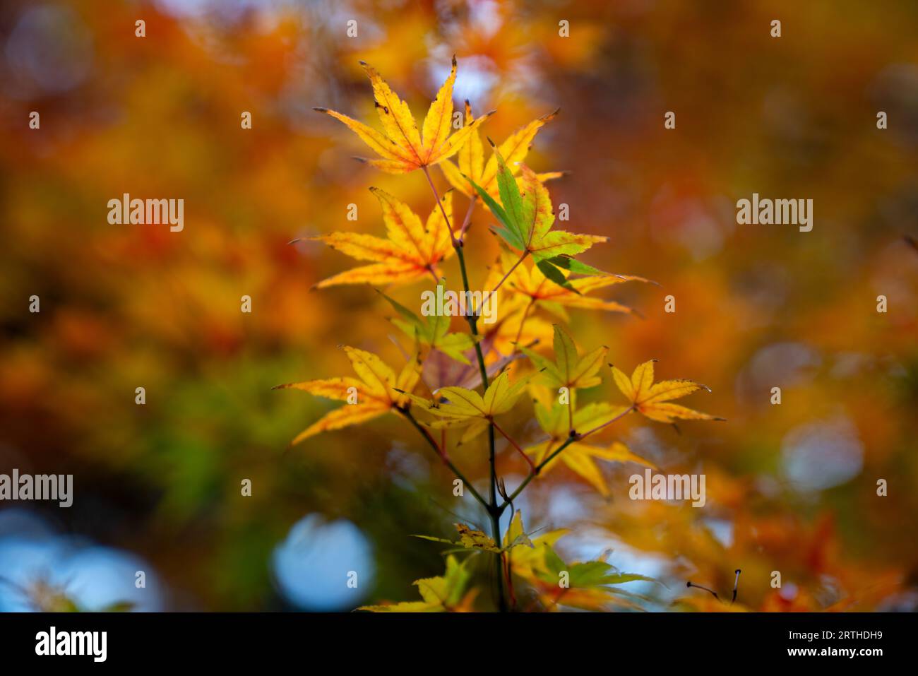 Beautiful momiji maple trees hi-res stock photography and images - Alamy