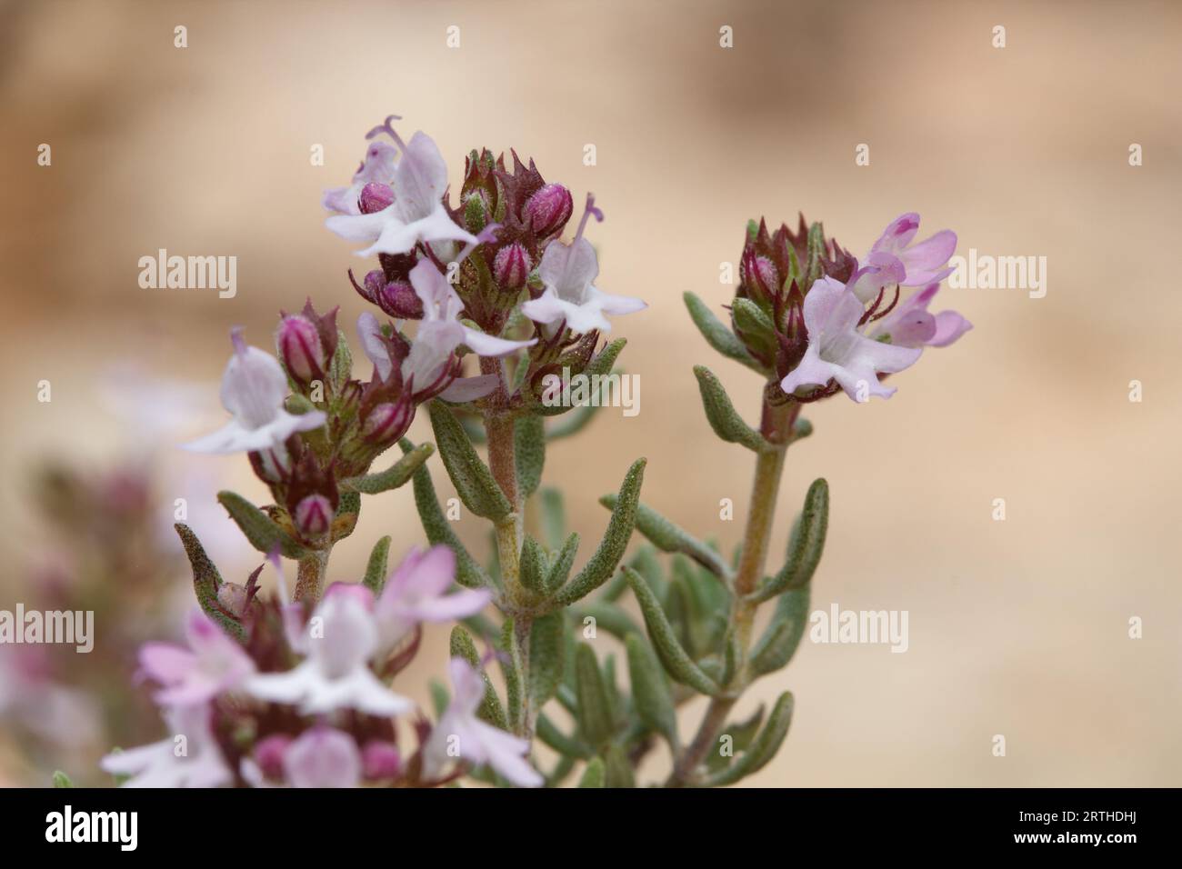 Macro of plant Thymus vulgaris, thyme, in autumn flower, Alcoi, Spain Stock Photo