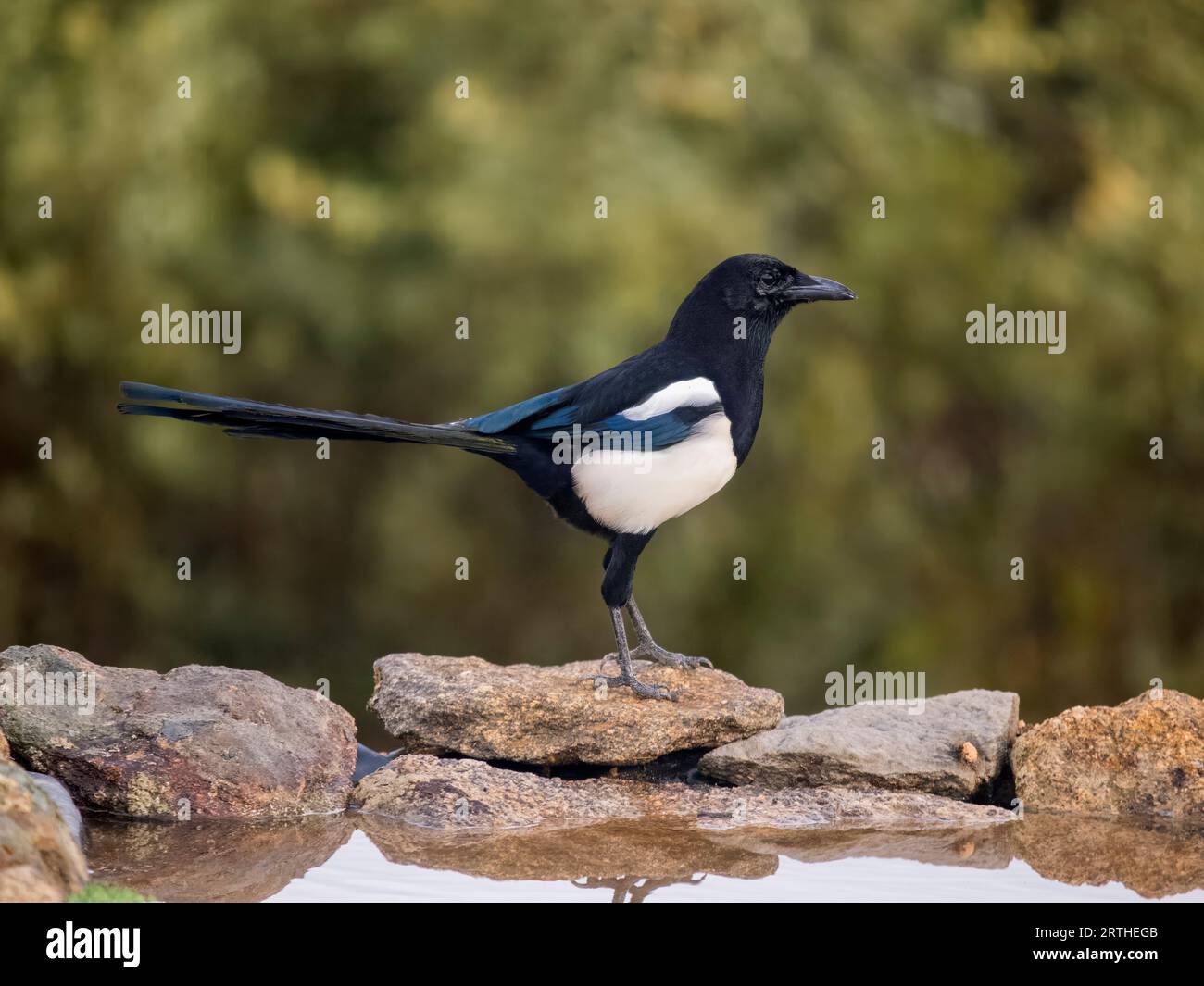 Magpie, Pica pica, single bird by water, Spain, September 2023 Stock Photo