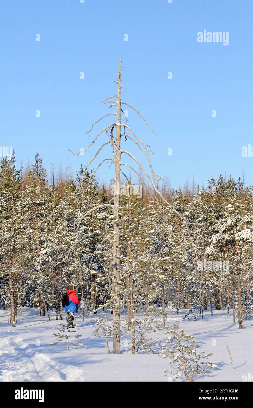 Finnish snowy landscape at the Russian border, Lentiira, Finland Stock Photo