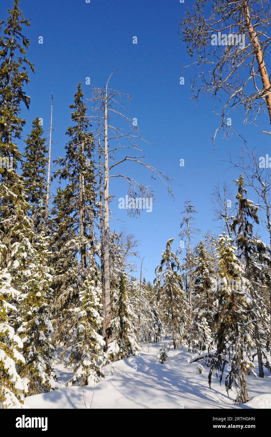 Finnish snowy landscape at the Russian border, Lentiira, Finland Stock Photo
