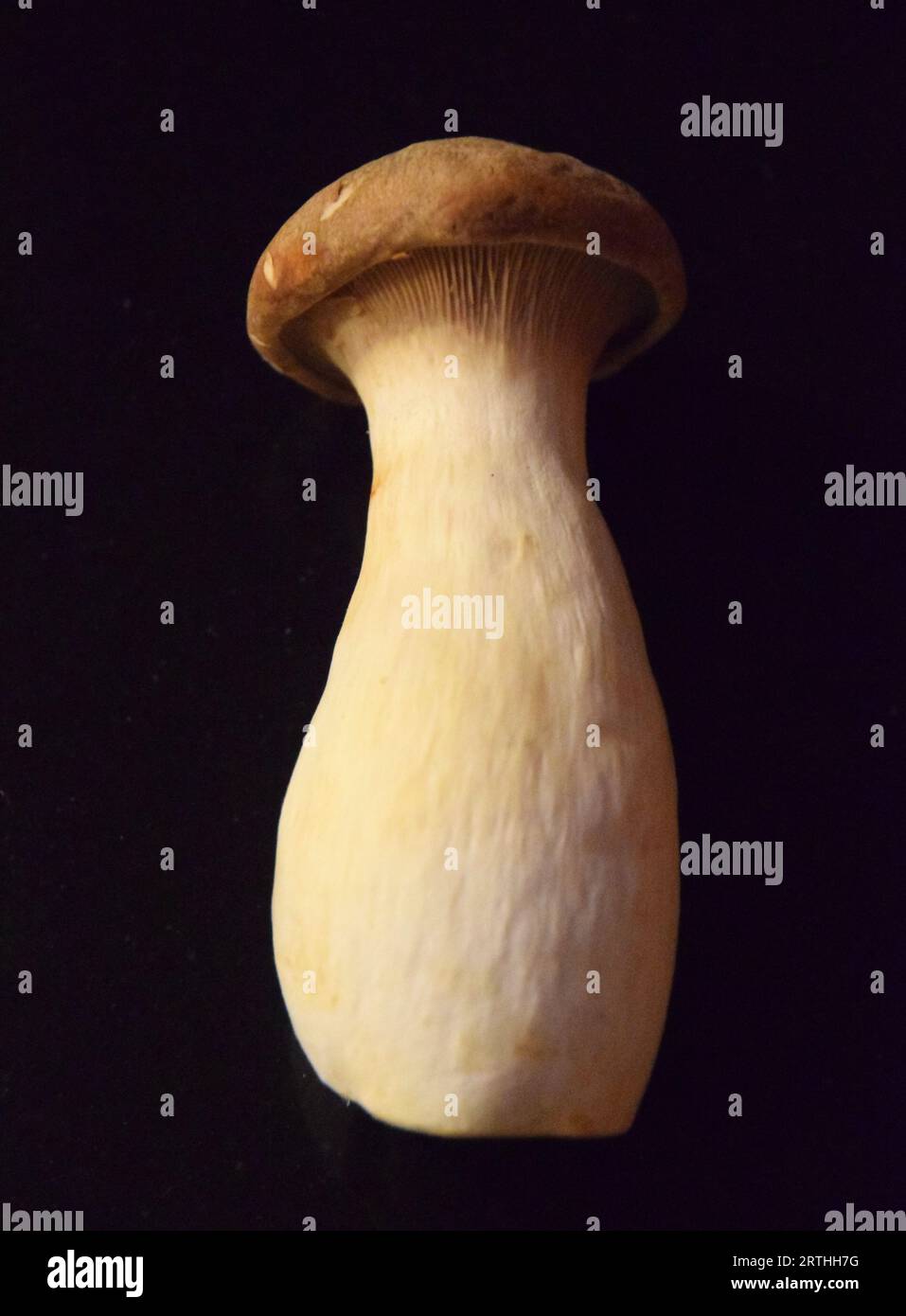 What Is An King Oyster Mushroom at Monica Terry blog