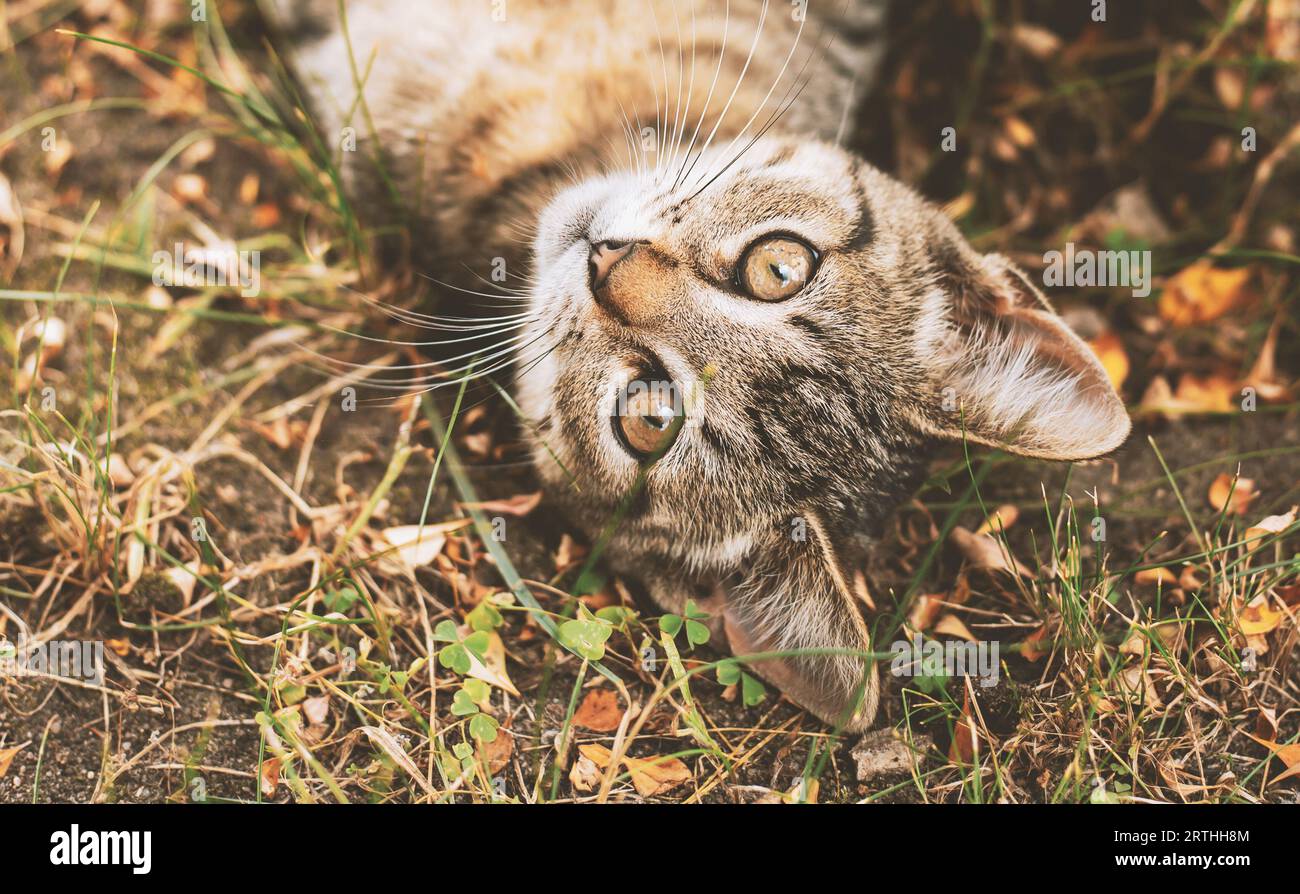 Young tabby kitten playing outside hi-res stock photography and images ...