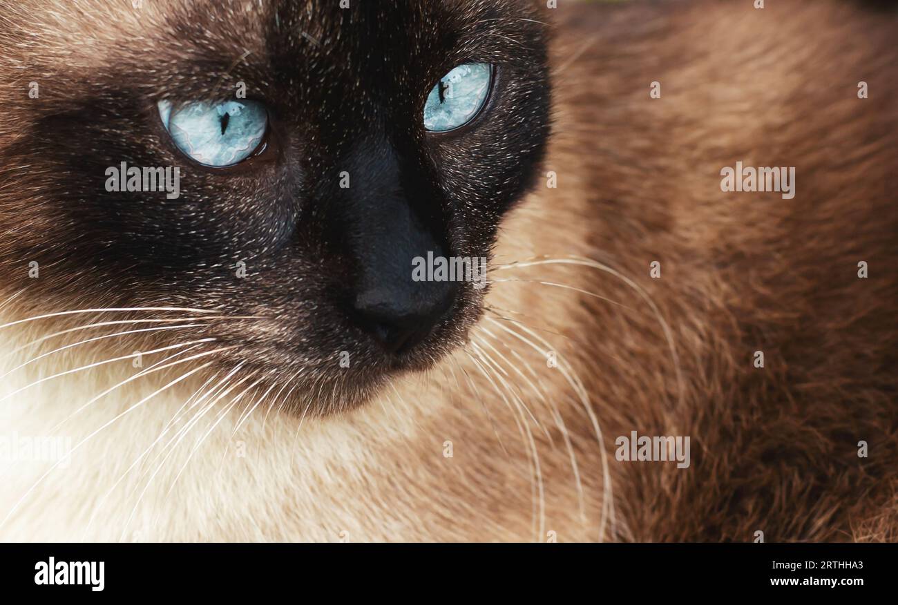 facial close up of cute blue-eyed siamese cat Stock Photo - Alamy