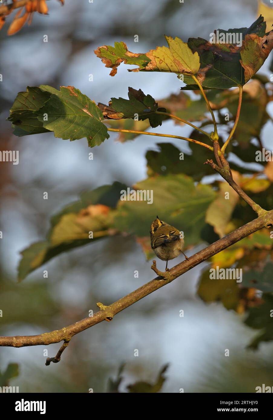 Pallas's Warbler (Phylloscopus proregulus) vagrant on Sycamore tree  Sea Palling, Norfolk, UK.              October Stock Photo