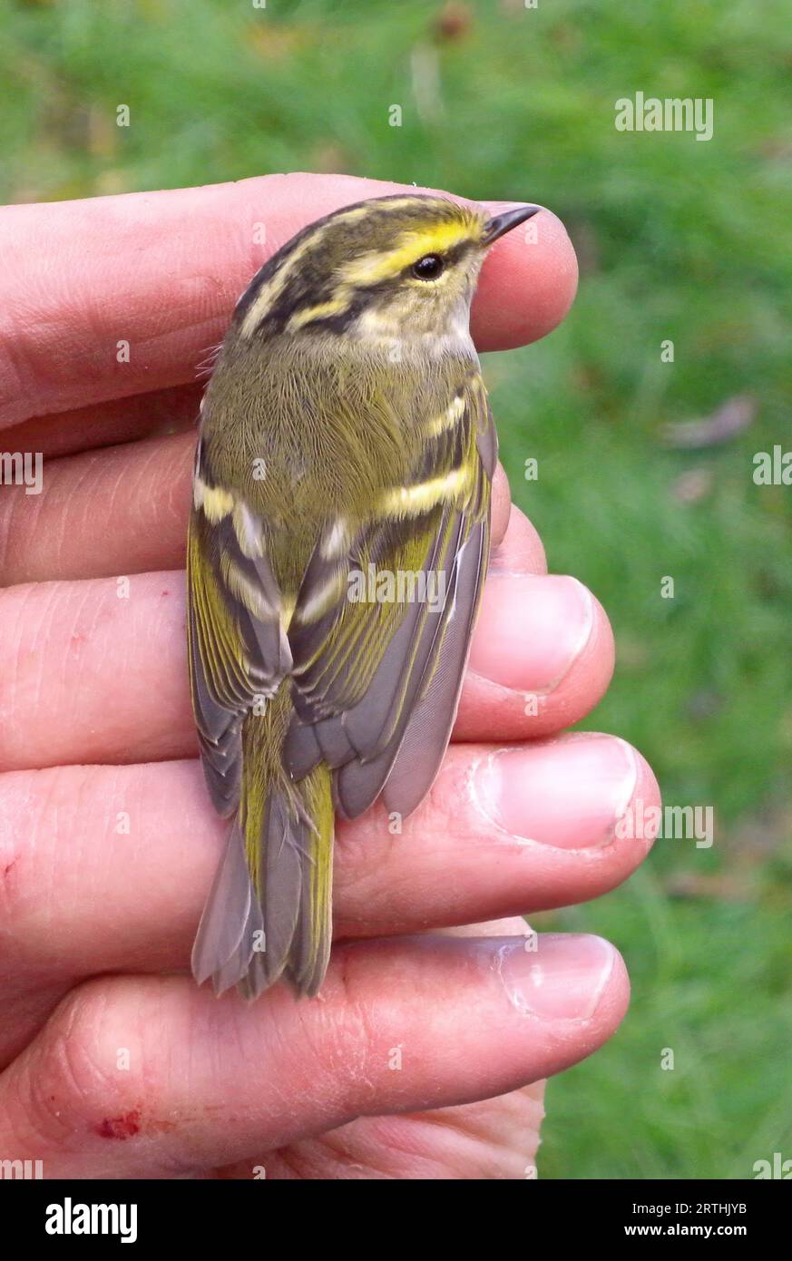 Pallas's Warbler (Phylloscopus proregulus) vagrant in the hand for ringing  Eccles-on-Sea, Norfolk, UK.              October Stock Photo