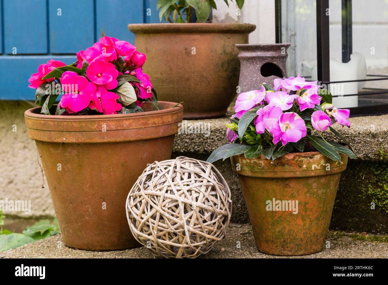 Busy lizzie in a flower pot, buxy lizzie in a flower pot Stock Photo