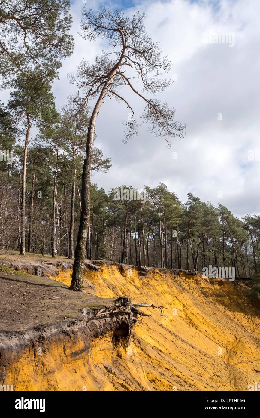 Haltern sands at Huensberg, formed from the sand deposits of a Cretaceous shelf sea, former quartz mining area, sand escarpment, Coesfeld, North Stock Photo