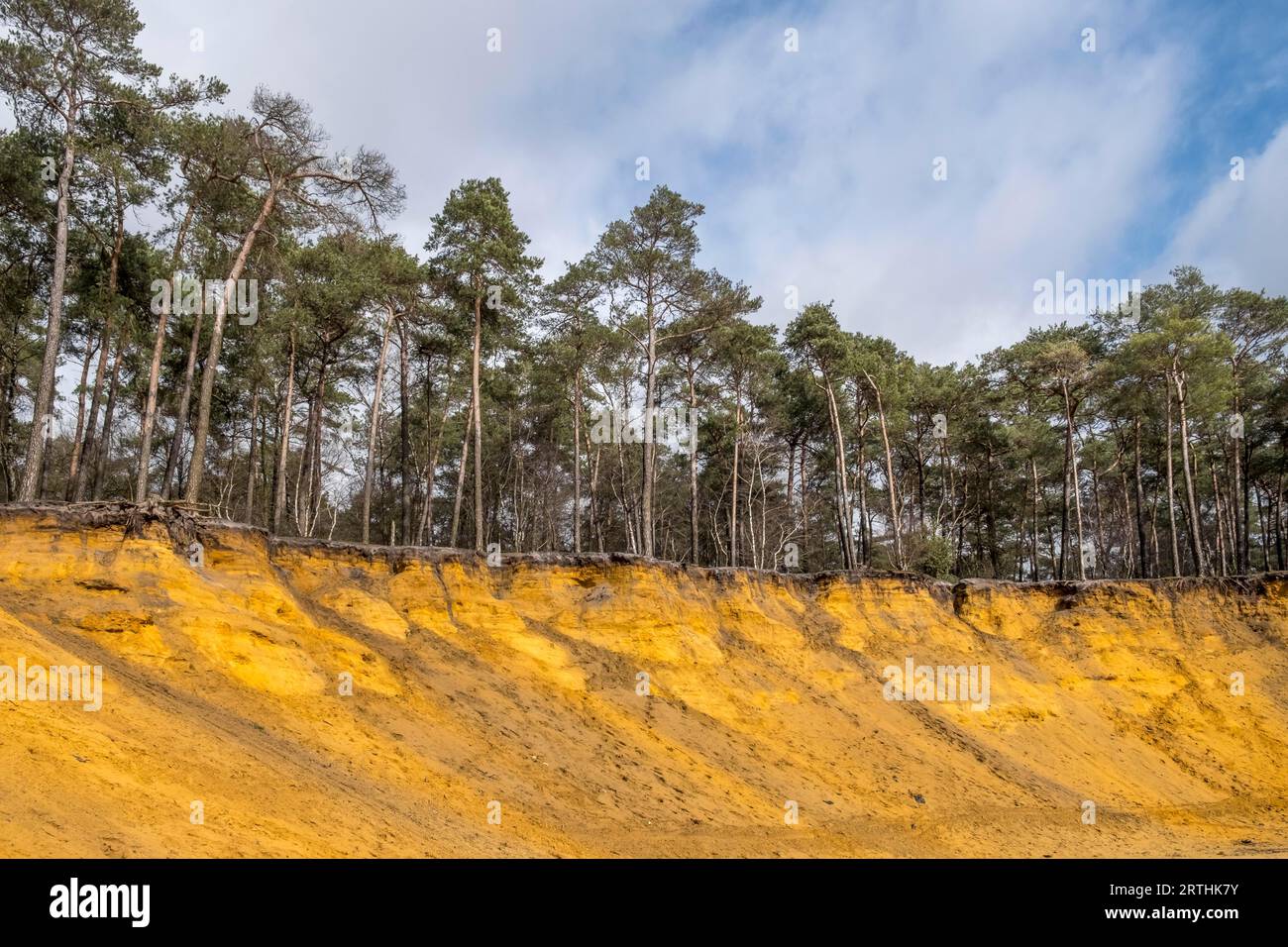 Haltern sands at Huensberg, formed from the sand deposits of a Cretaceous shelf sea, former quartz mining area, sand escarpment, Coesfeld, North Stock Photo