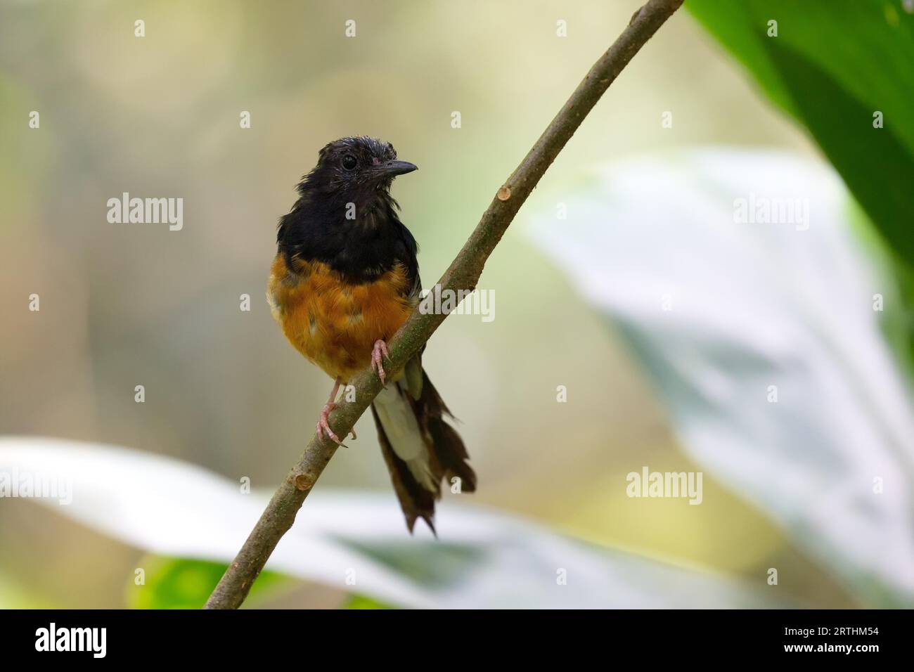 White-rumped shama (Copsychus malabaricus) in Waimea Valley on Oahu, Hawaii, USA Stock Photo