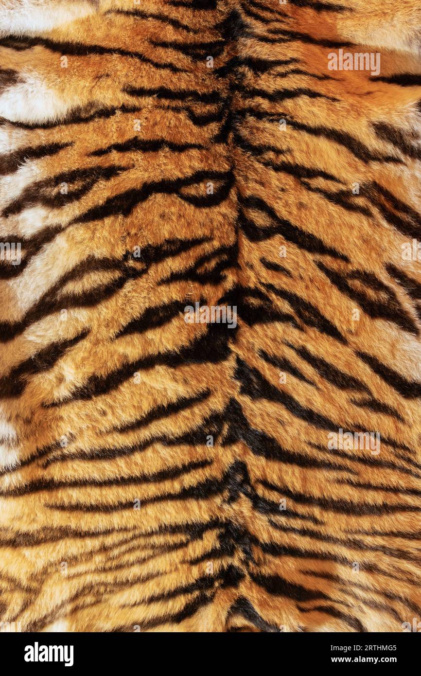 tiger fur beautiful backdrop, animal fur for your design Stock Photo