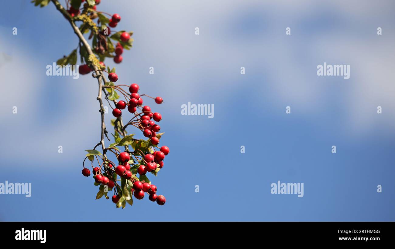 A branch of Hawthorn hanging down with red berries and isolated against a blue sky with out of focus white clouds. Stock Photo