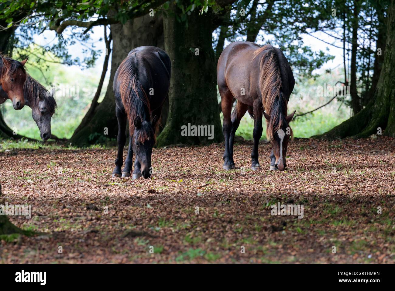 New forest ponies living wild at cissbury ring as ideal grazers to keep the vegetation under control seen here in a forest clearing in late summer Stock Photo
