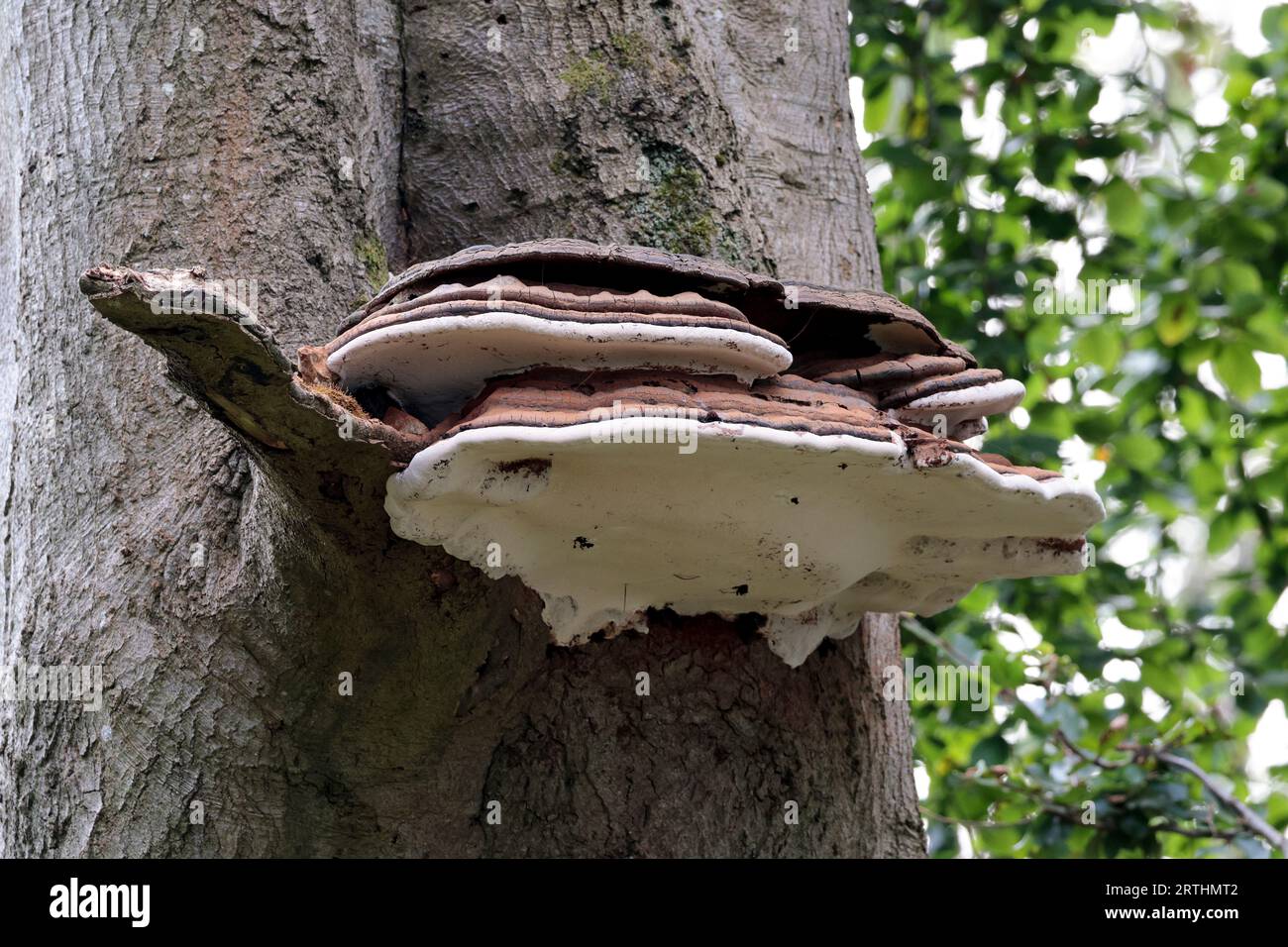 Shelf or bracket fungi growing on the sides of a tree, older harder and