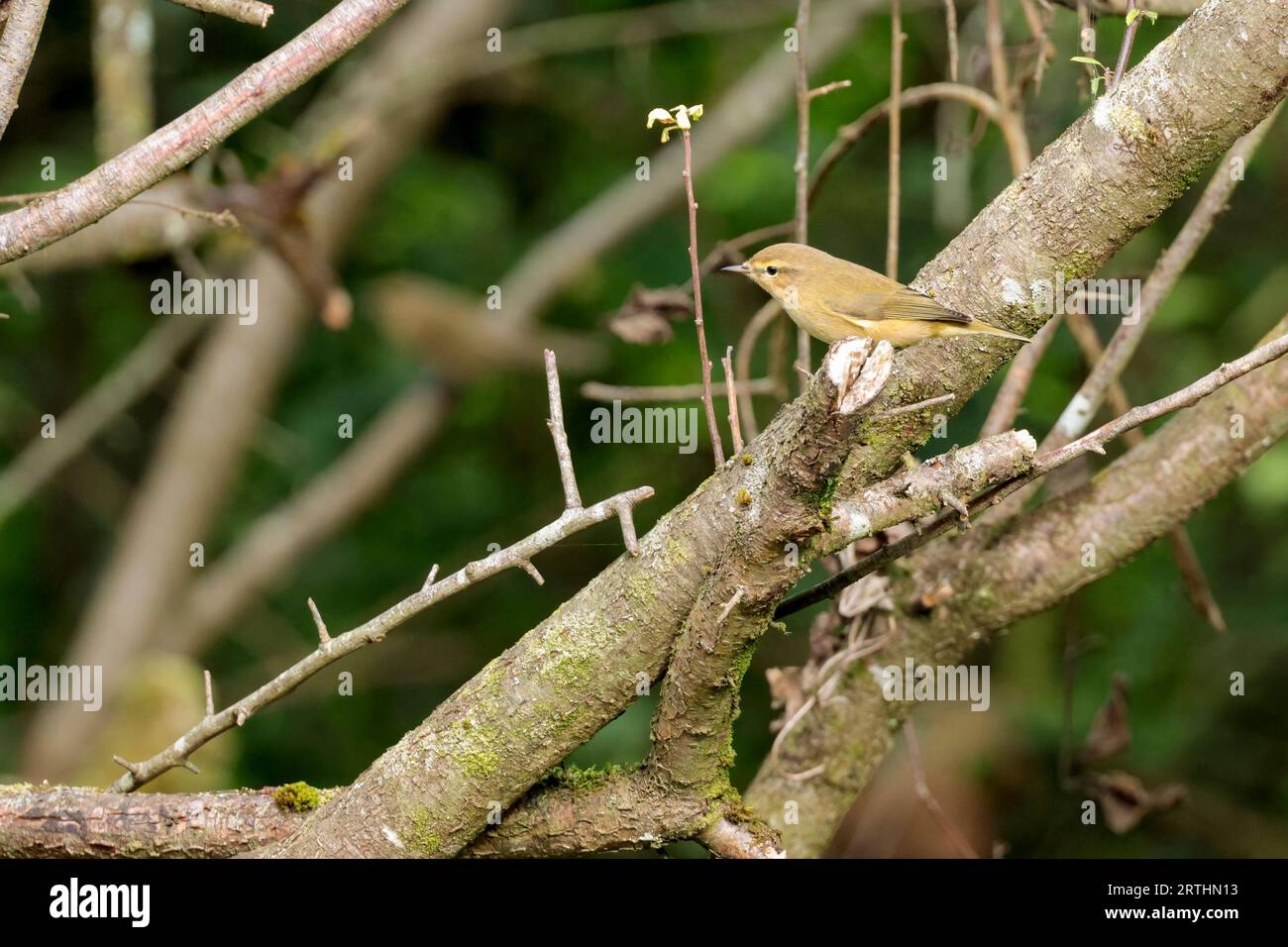 Chiffchaff Phylloscopus collibita, olive yellow upperparts and yellowish white underparts dark legs pale bill and pale yellow marking above eyes Stock Photo