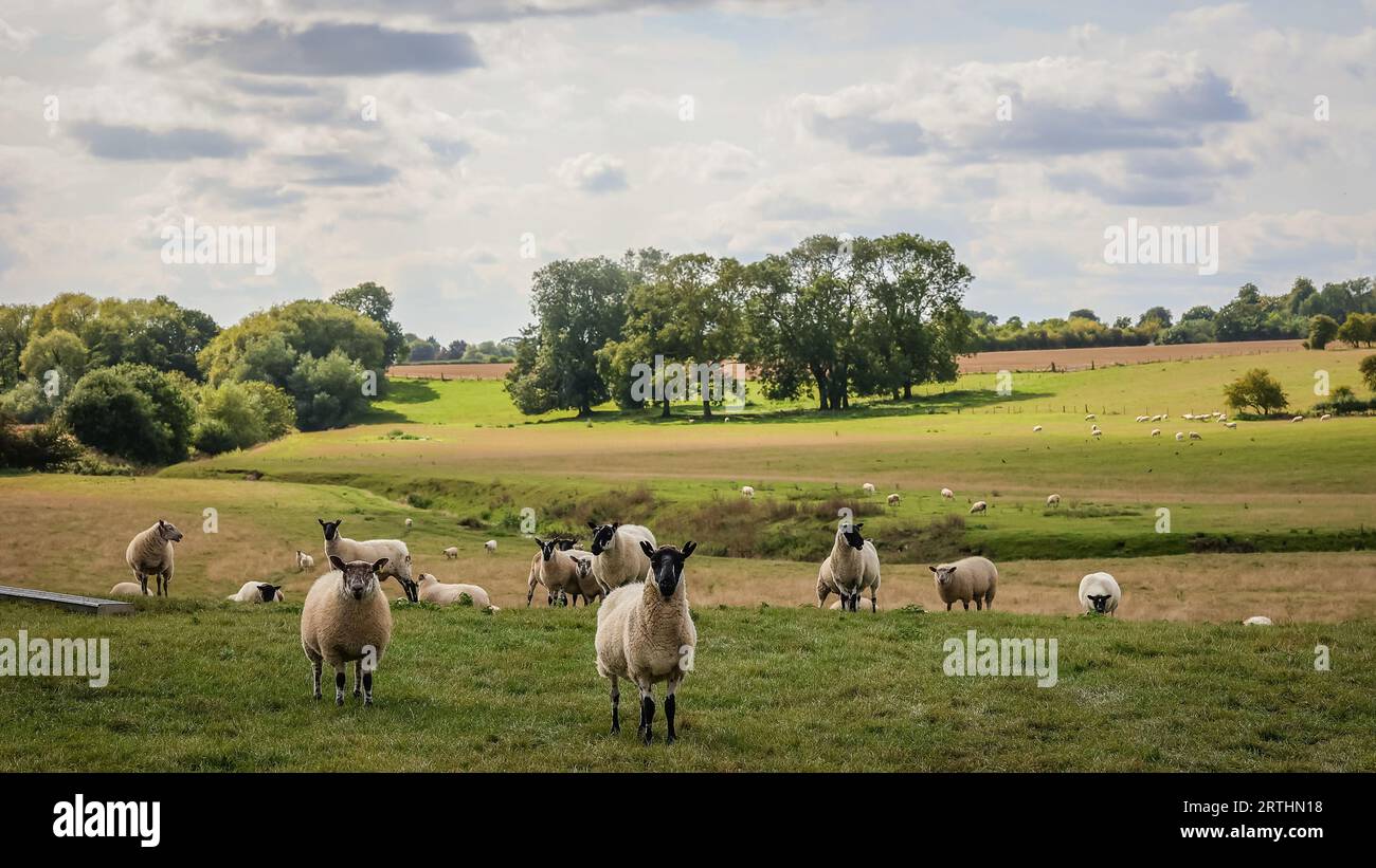 Sheep in the rolling English countryside on a late summers day with one leader looking at the camera. Rolling fields and trees in the distance. Stock Photo