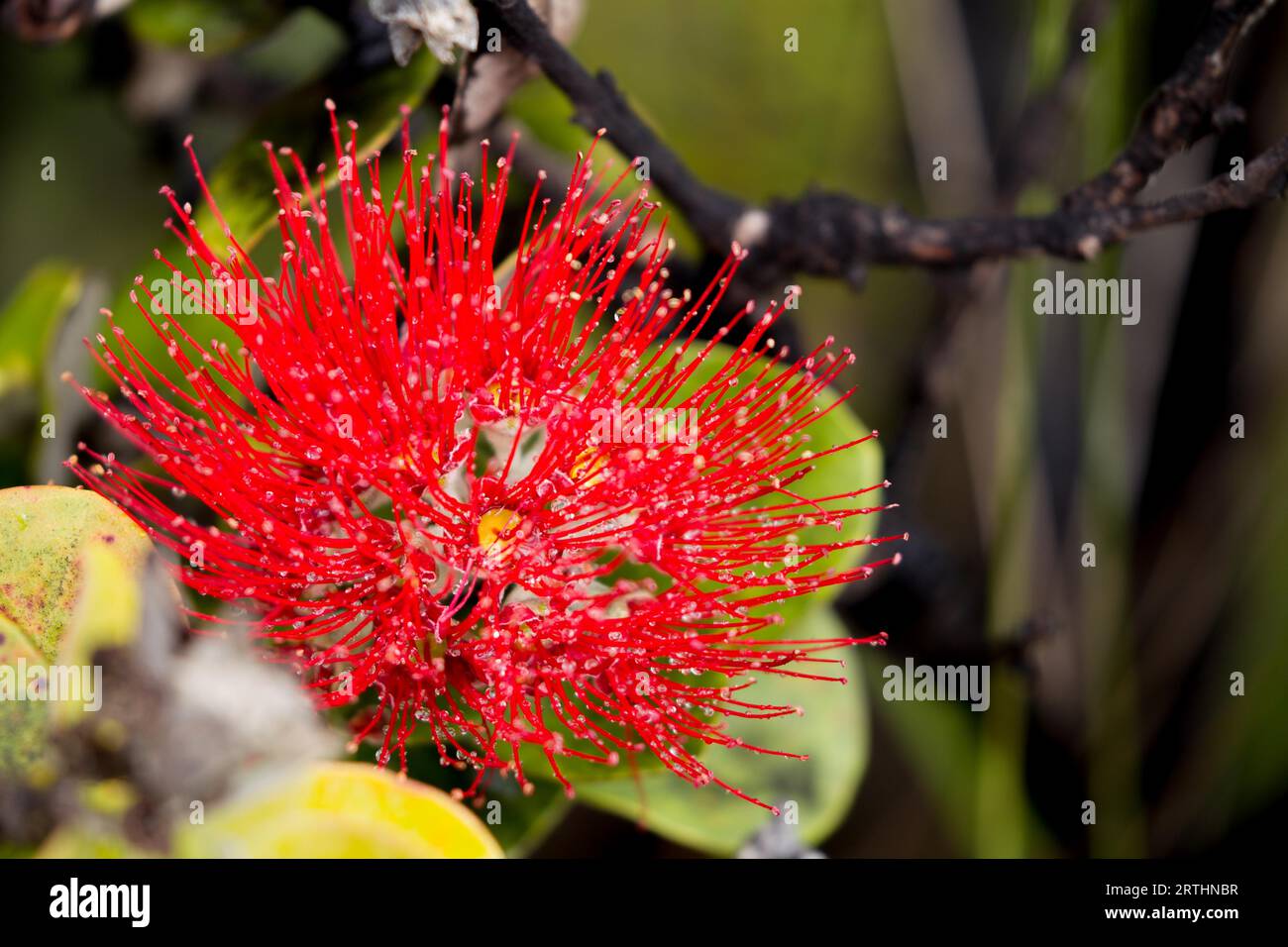 Flower of the Ohia Lehua, a plant endemic to Hawaii, in Hawaii Volcanoes National Park on Big