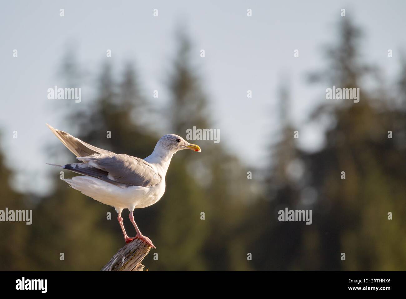 Glaucous-winged Gull (Larus glaucescens) on a log on the beach at Port Renfrew on Vancouver Island, British Columbia, Canada Stock Photo