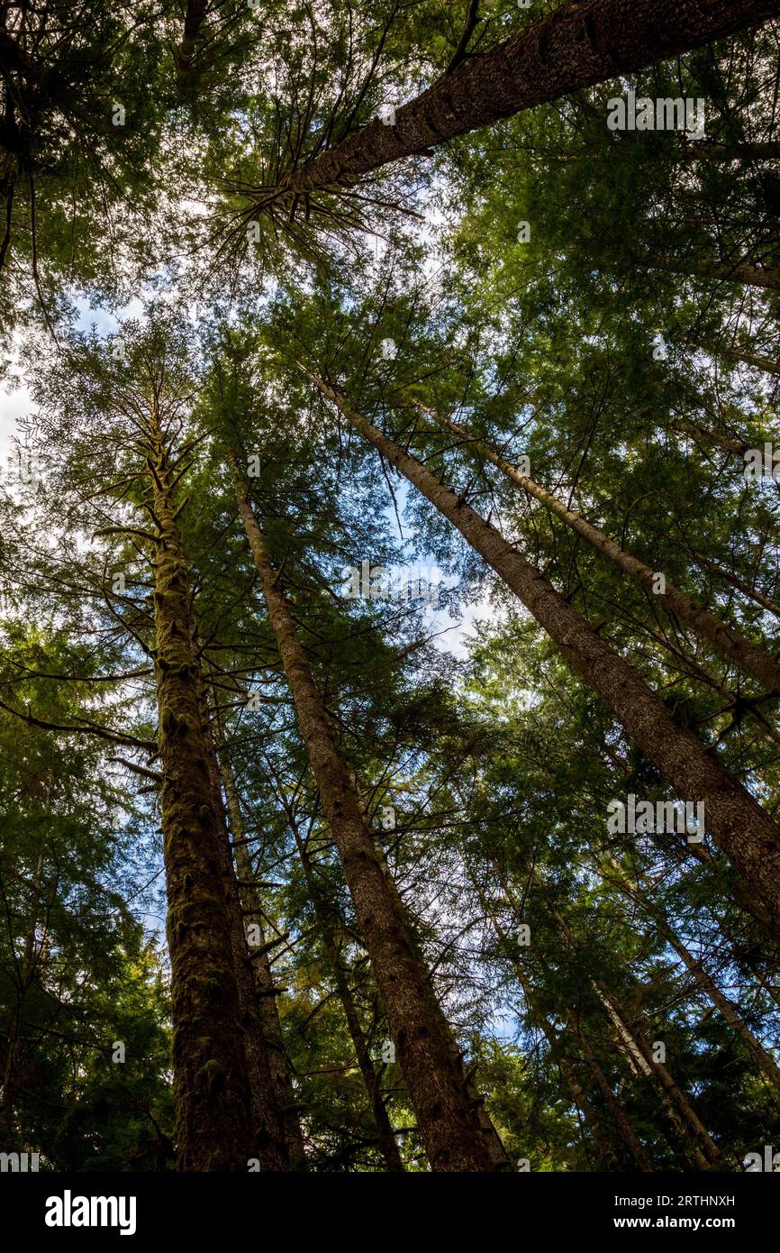 Mighty trees in the Avatar Grove near Port Renfrew on Vancouver Island, British Columbia, Canada Stock Photo