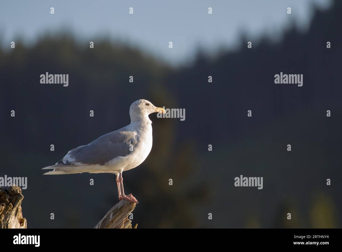 Glaucous-winged Gull (Larus glaucescens) on a log on the beach at Port Renfrew on Vancouver Island, British Columbia, Canada Stock Photo