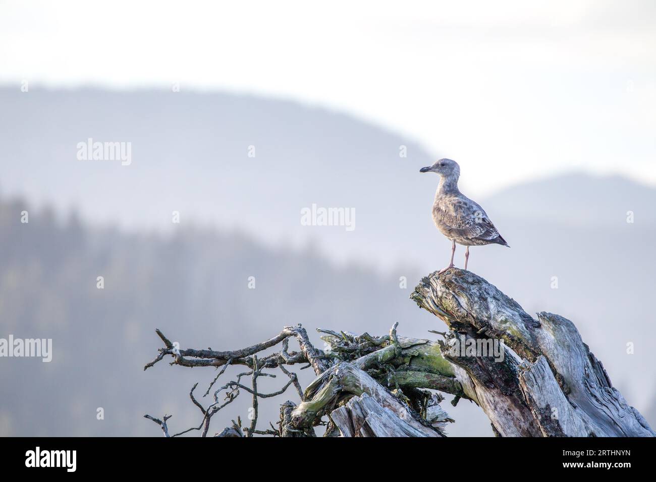Young Glaucous-winged Gull (Larus glaucescens) on a log on the beach at Port Renfrew on Vancouver Island, British Columbia, Canada Stock Photo
