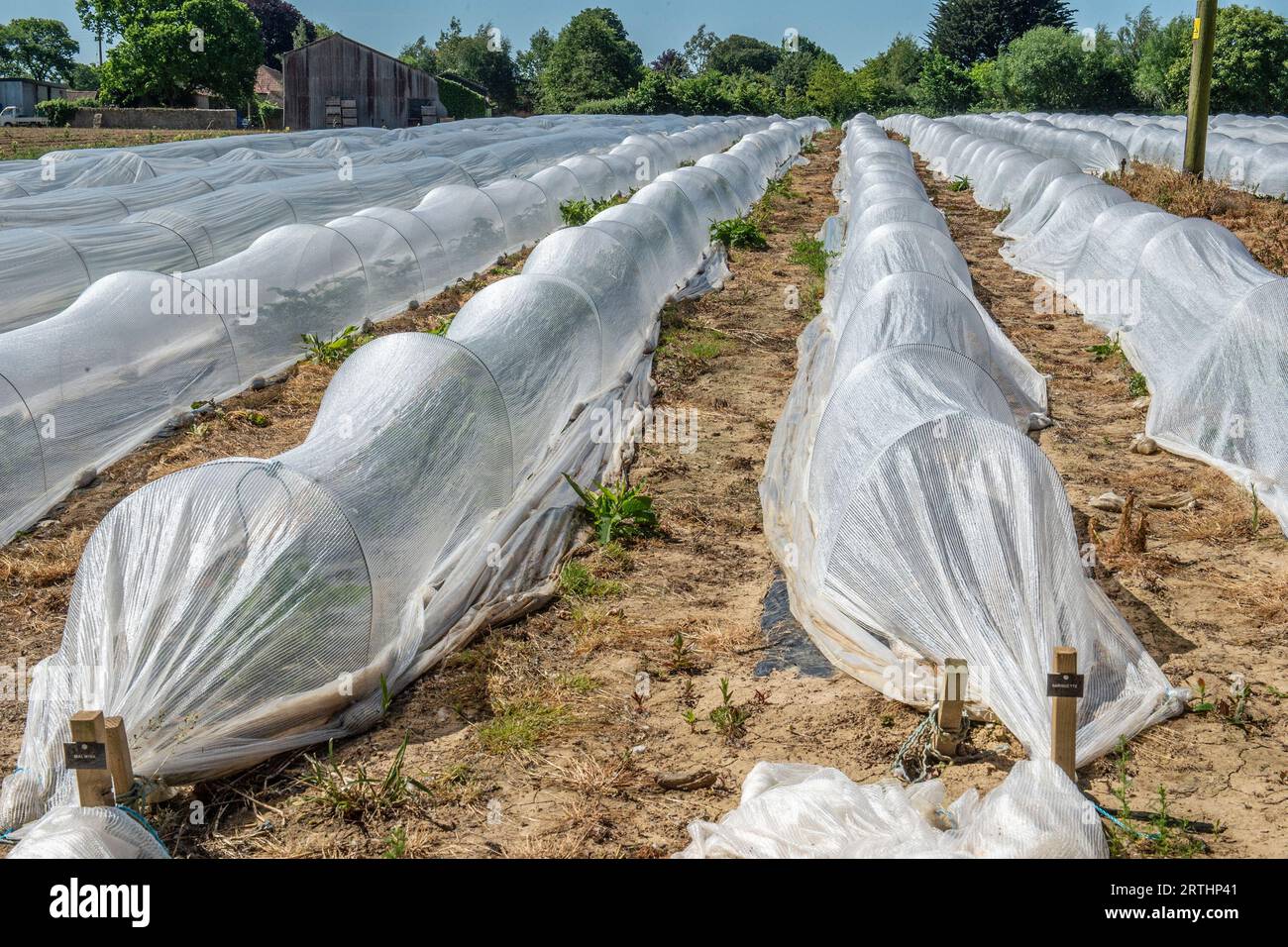 insect protection mesh over carrot plants Stock Photo