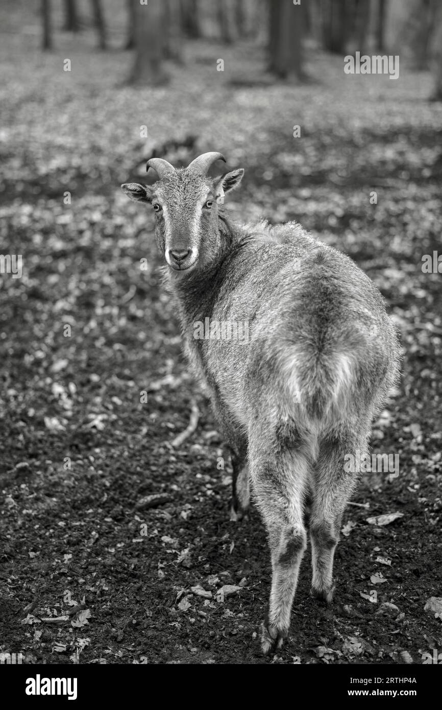 Review of the Dwarf Goat Stock Photo