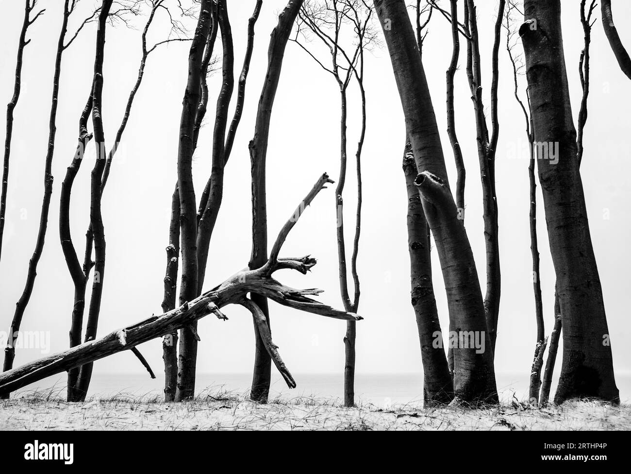 Baltic Sea, tree motif in the Darss forest Stock Photo