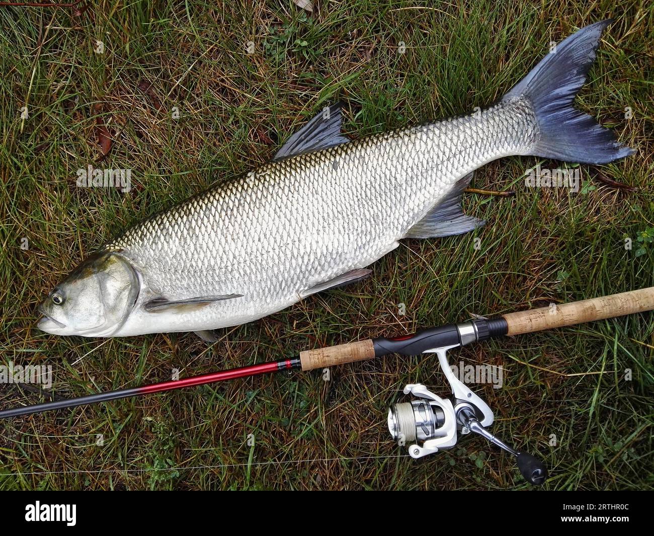 Asp caught with a spinning rod Stock Photo