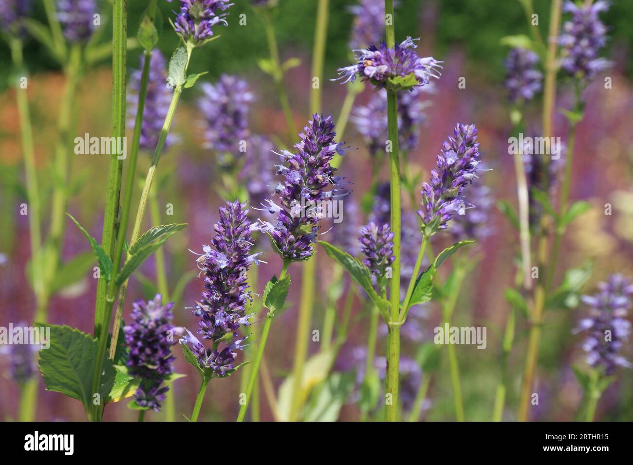 Purple flowering hyssop, background plants in the garden Stock Photo