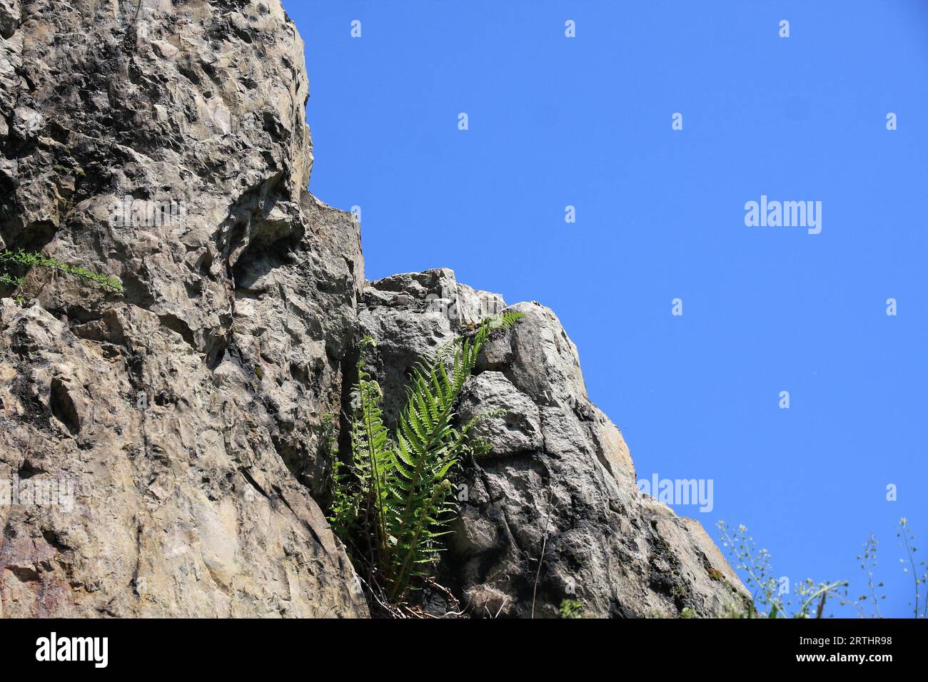 Vegetation on the Litermont, taken diagonally, background blue sky Stock Photo