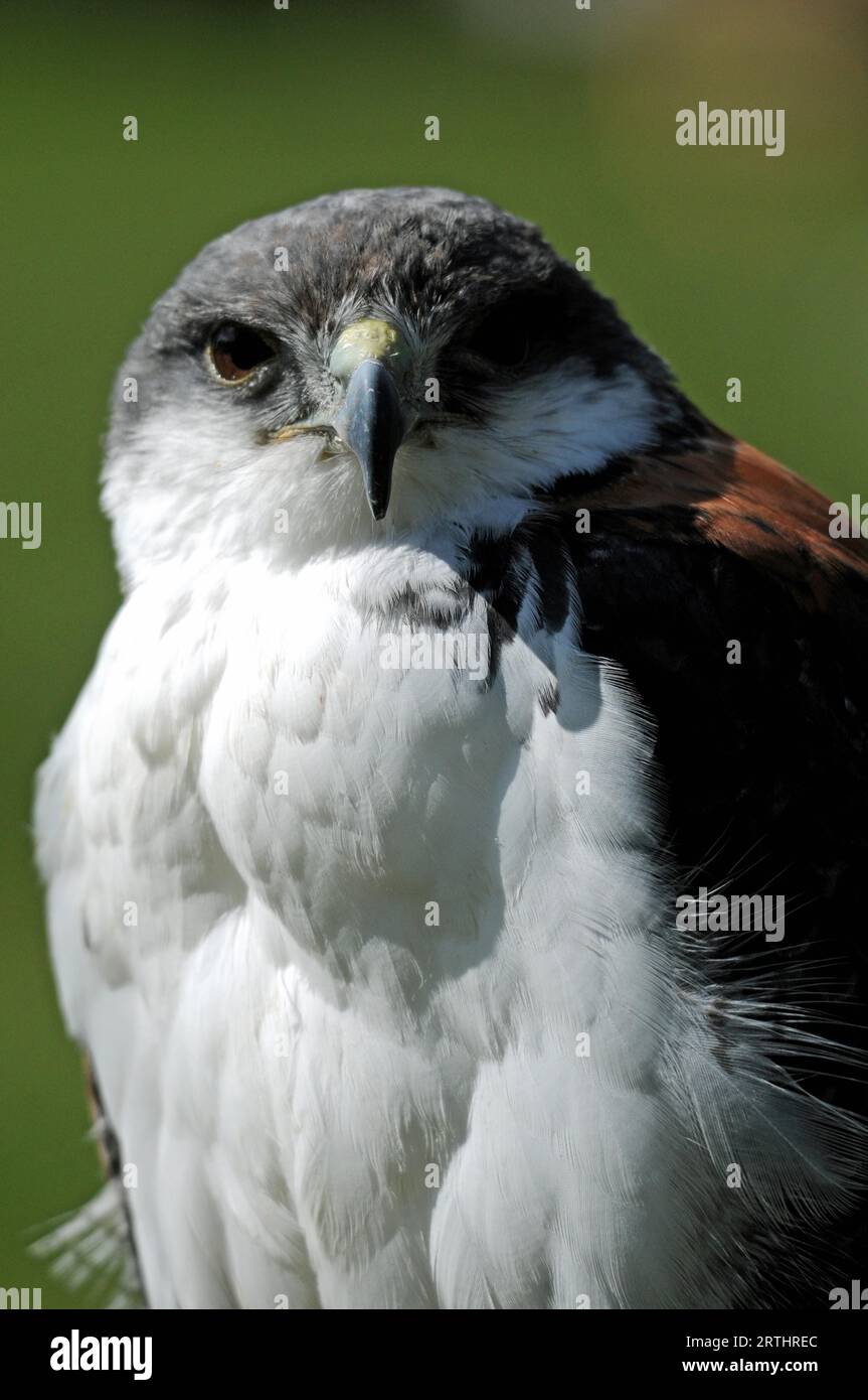 bird-of-prey-watching-stock-photo-alamy