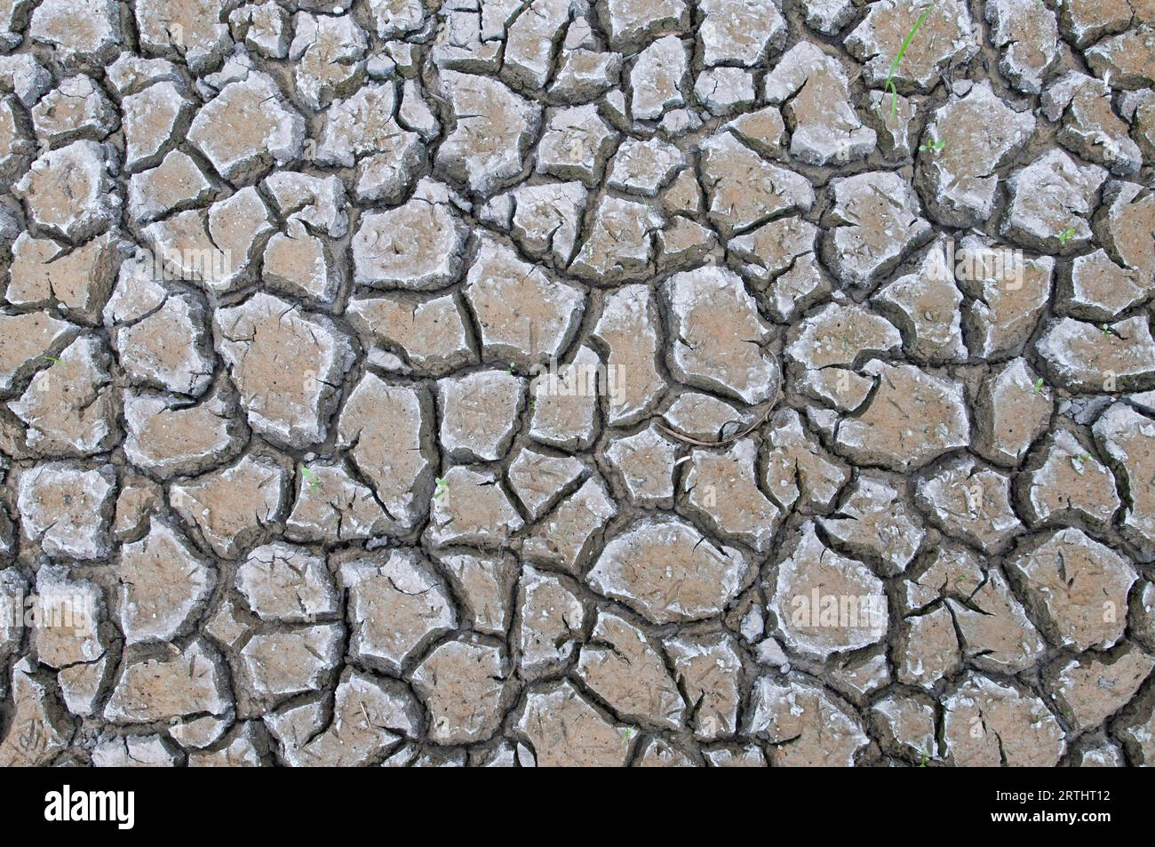 Terra spaccata a causa della siccità Stock Photo