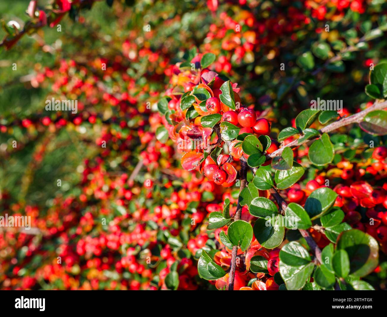 Closeup of many beautiful cotoneaster red and orange berries and tiny green glossy leaves on curvy tilted branches of a bush in a park on a sunny day. Stock Photo
